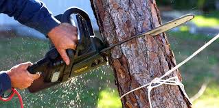 Best Emergency Tree Removal  in Independence, KY