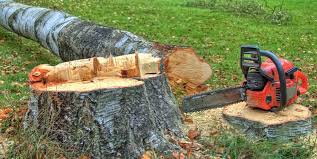 Best Tree Mulching  in Independence, KY