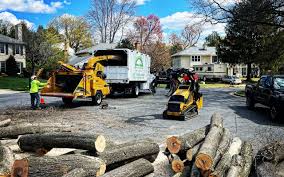 Best Organic Lawn Care Solutions  in Independence, KY