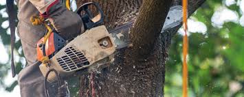 Best Stump Grinding and Removal  in Independence, KY