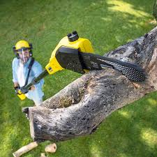 Trusted Independence, KY Tree Services Experts