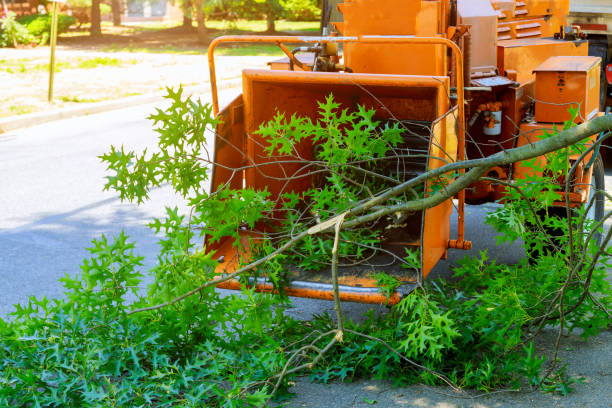 Best Firewood Processing and Delivery  in Independence, KY