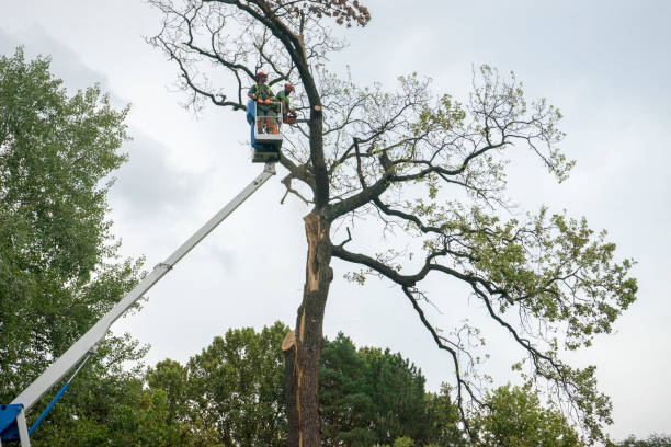 Best Leaf Removal  in Independence, KY