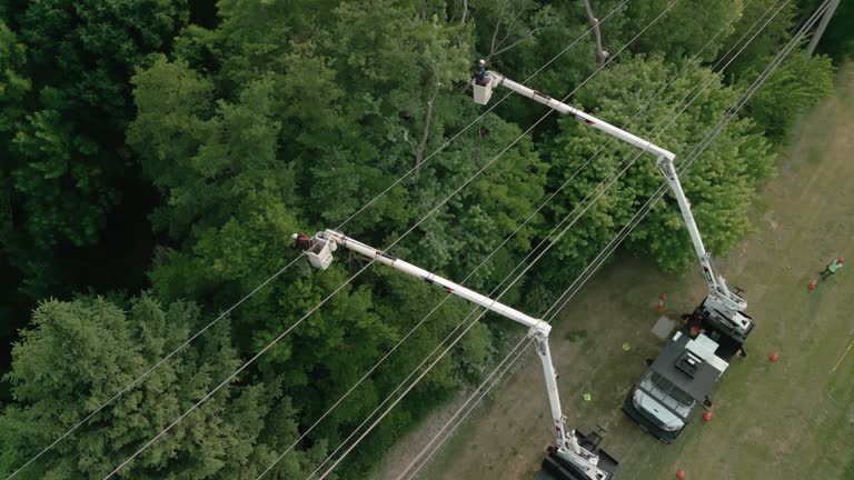 Best Tree and Shrub Care  in Independence, KY