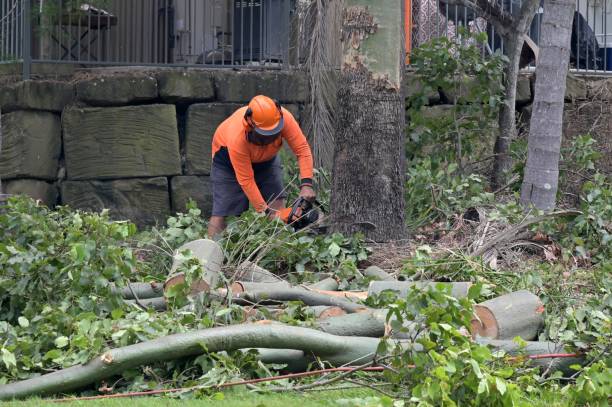 Best Tree Disease Treatment  in Independence, KY
