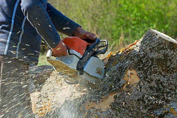 Best Weed Control  in Independence, KY